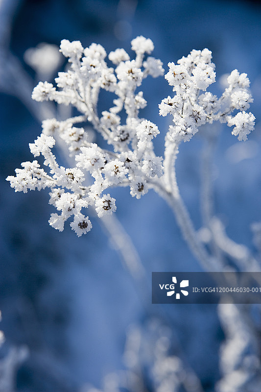 Frost-covered植物,特写图片素材