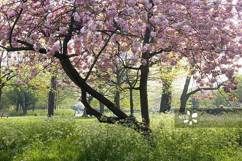 春天，公园里盛开的樱桃树图片素材