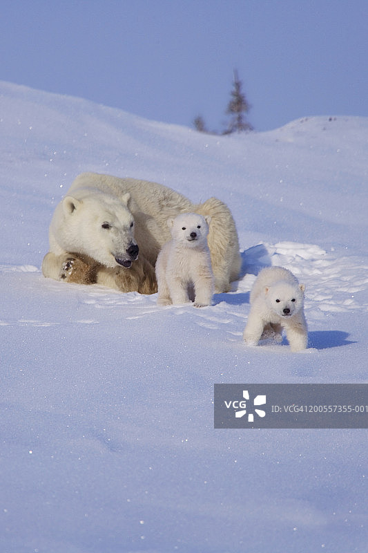 雪地上的北极熊妈妈带着两只幼崽图片素材