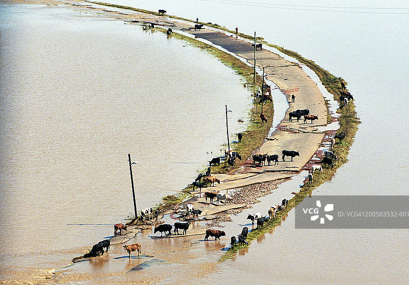 鸟瞰图，牛群在被洪水淹没的田地之间的道路上图片素材