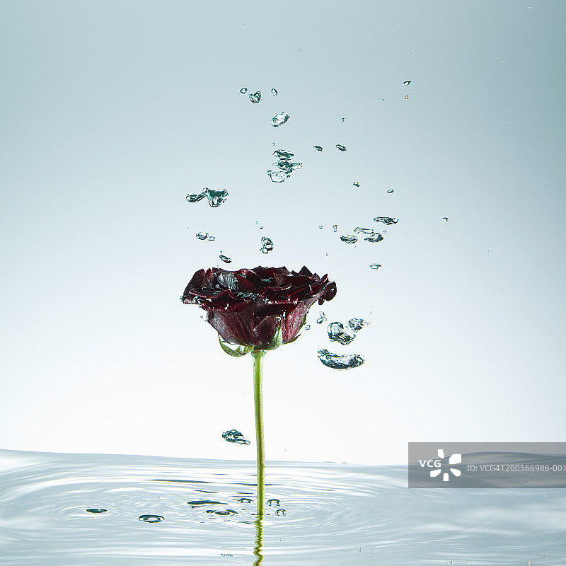 玫瑰，站在水里的茎，半空中有水滴，特写图片素材