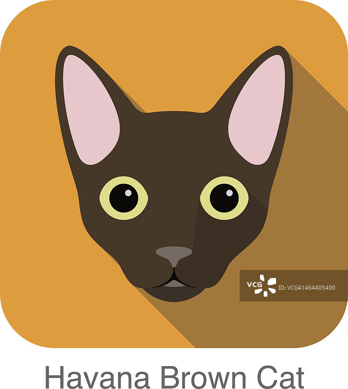 哈瓦那棕色猫，猫品种脸卡通平面图标设计图片素材