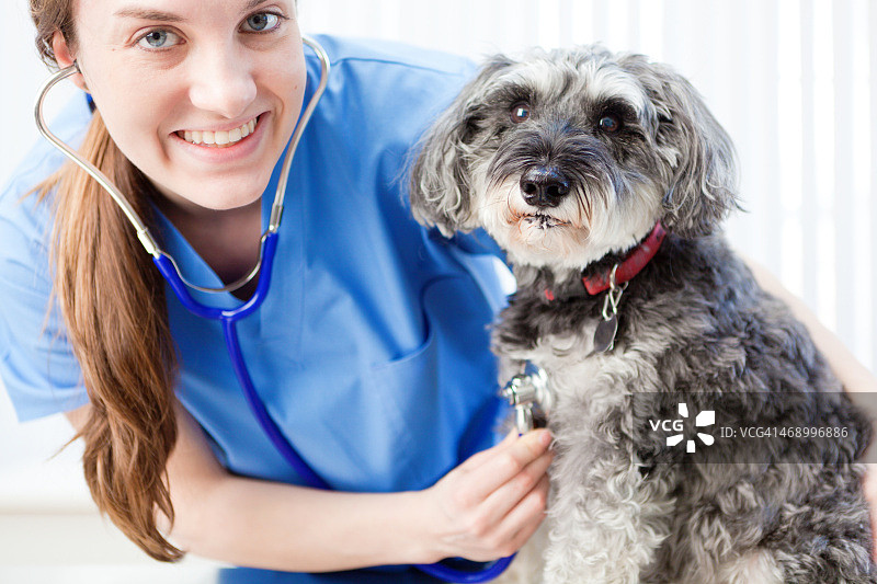 兽医检查犬在兽医动物宠物诊所医院图片素材