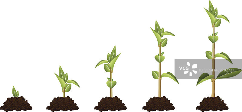 显示植物生长顺序的五阶段图图片素材