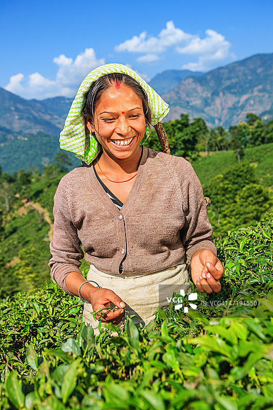 印度大吉岭，印度采摘者在采摘茶叶图片素材