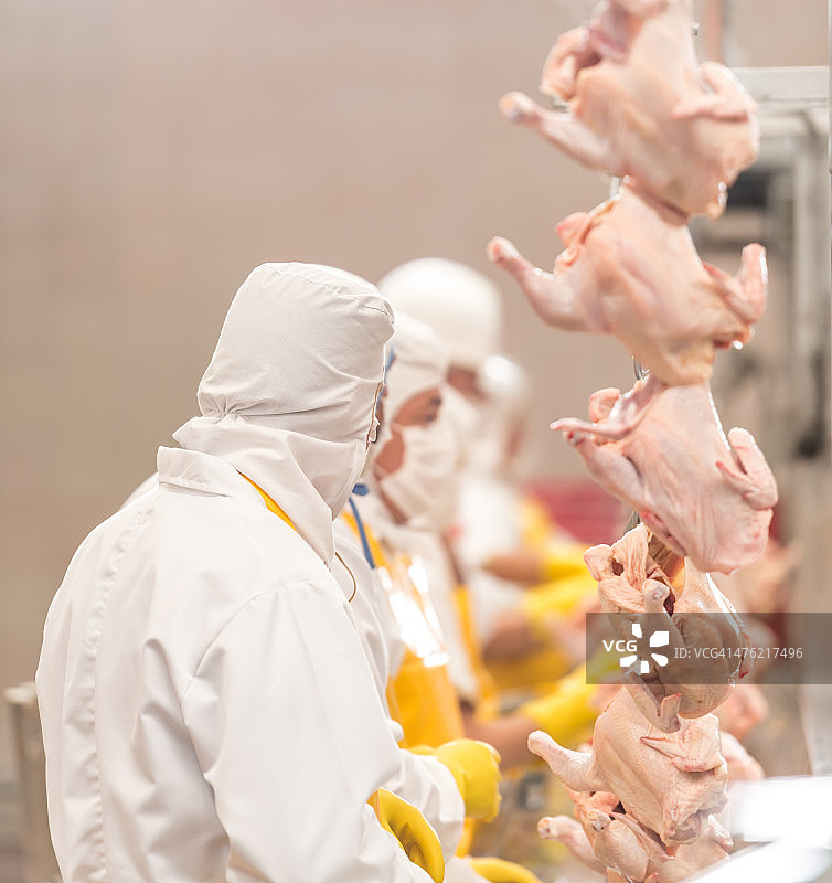 在鸡肉工厂工作的人们图片素材