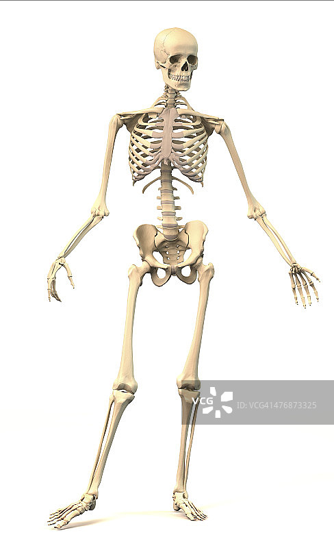 男性人体骨骼动态姿态，正面视图。图片素材