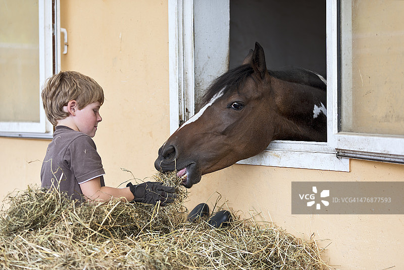 德国，NRW, Korchenbroich，男孩在马厩里喂马图片素材