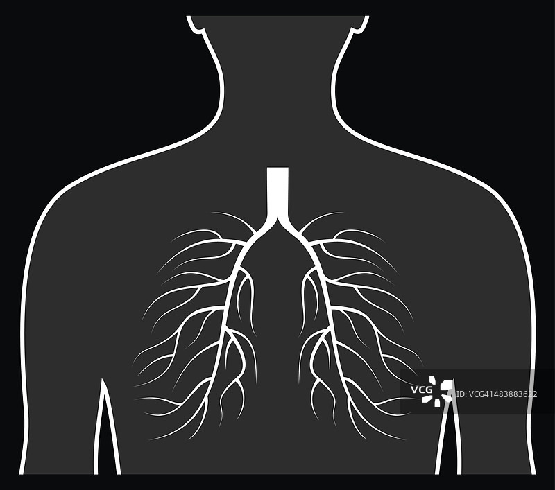 人类肺部的概念。图片素材