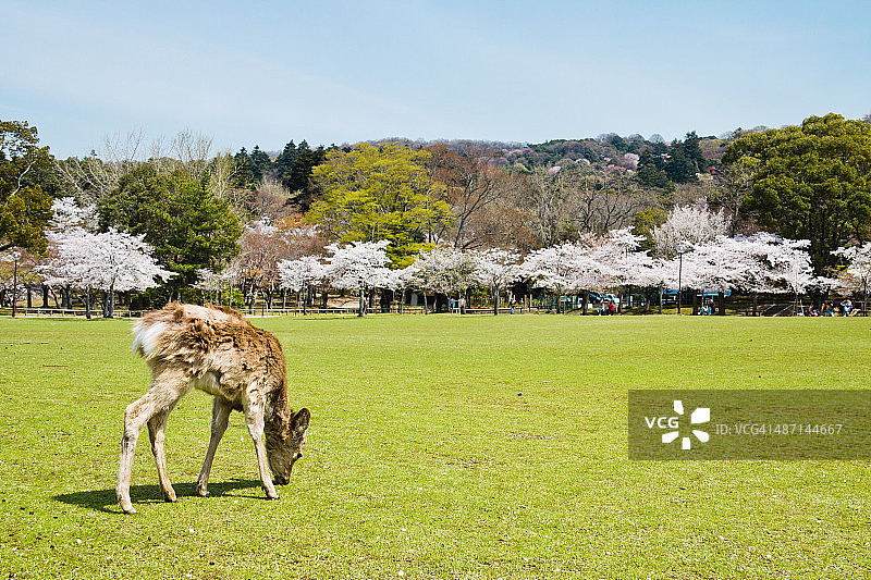 奈良公园里的鹿和樱花图片素材