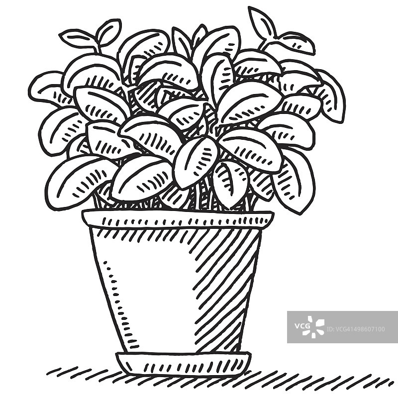 新鲜罗勒盆植物绘图图片素材