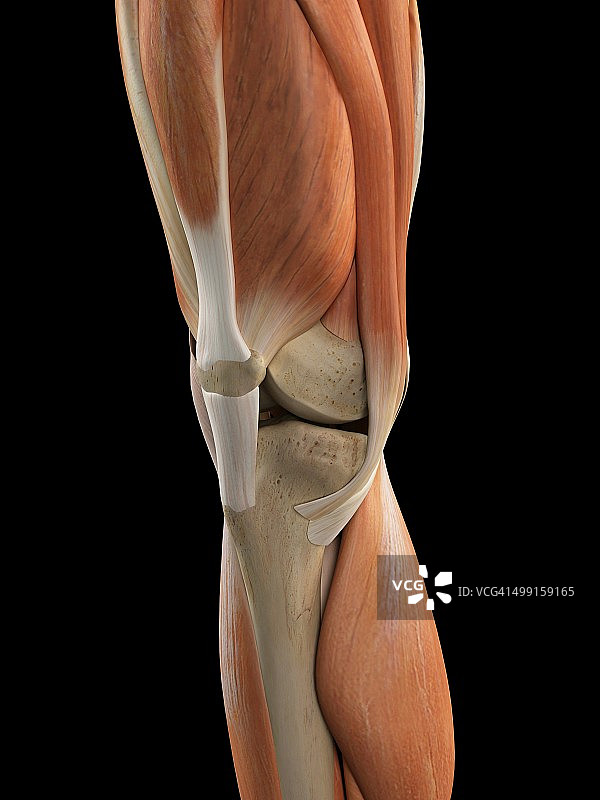 人体膝关节解剖，艺术品图片素材