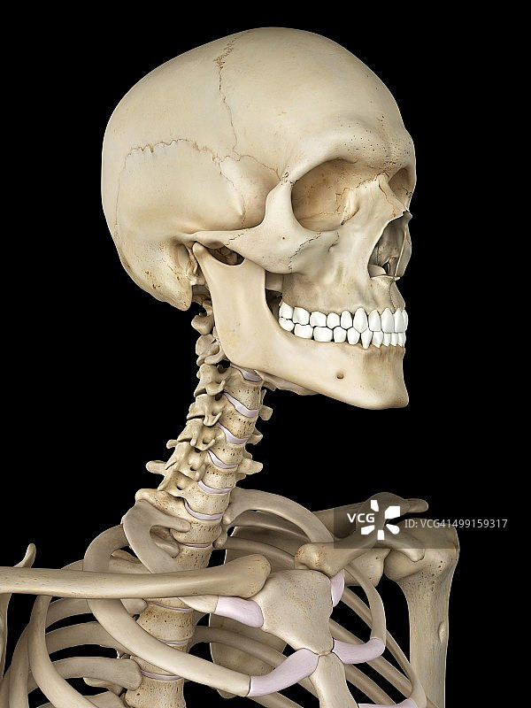 人类的头骨,艺术品图片素材