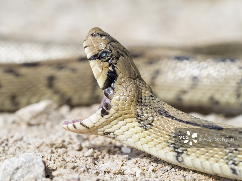 楼梯蛇(Elaphe scalaris)图片素材