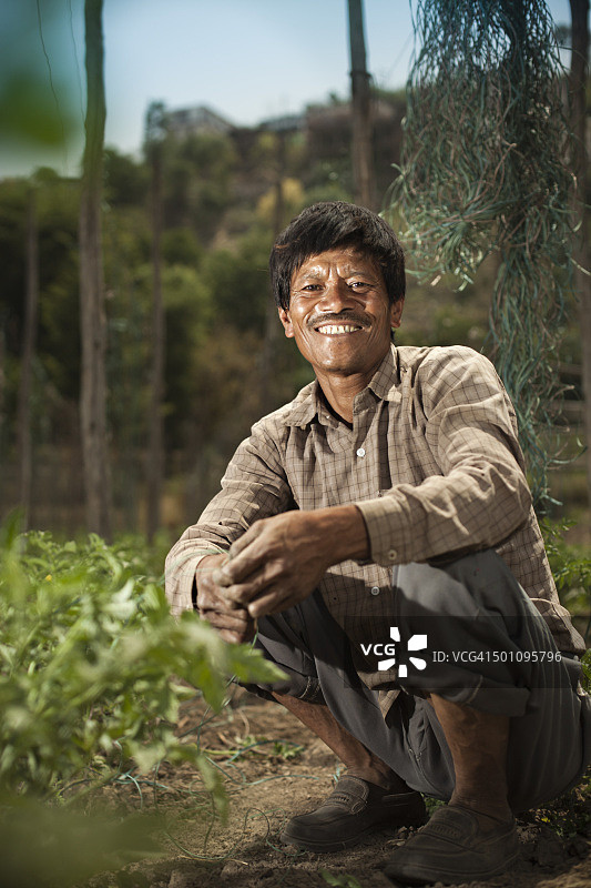 快乐的亚洲农民在番茄农场，看着相机。图片素材