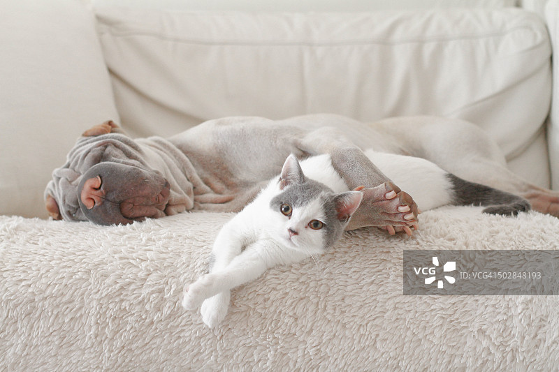 猫和狗在沙发上拥抱图片素材