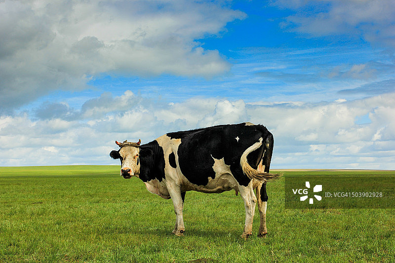 在呼伦贝尔草原上放牧的奶牛，内蒙古呼伦贝尔市，中国图片素材