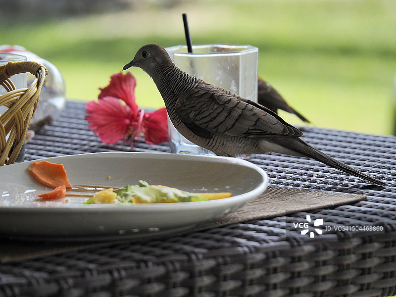 禁止碎鸽在餐厅餐桌上吃游客的剩菜图片素材