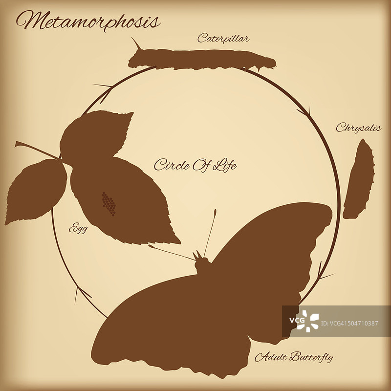 蝴蝶的生命周期-矢量插图图片素材