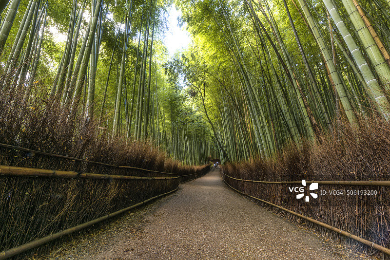 京都岚山地区附近的竹林图片素材