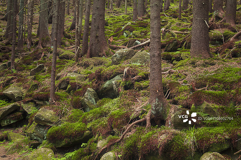 长满苔藓的山地森林图片素材