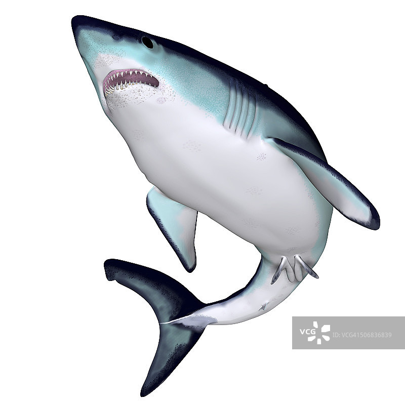 灰鲭鲨图片素材