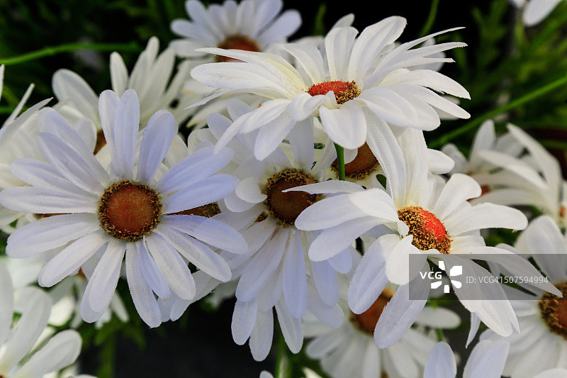 白花，特拉斯维亚，西班牙图片素材