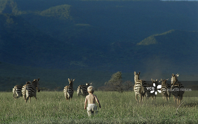 在狩猎旅行中，草丛中一个金发男孩走向一群斑马。图片素材