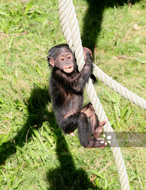 敏捷的小倭黑猩猩图片素材