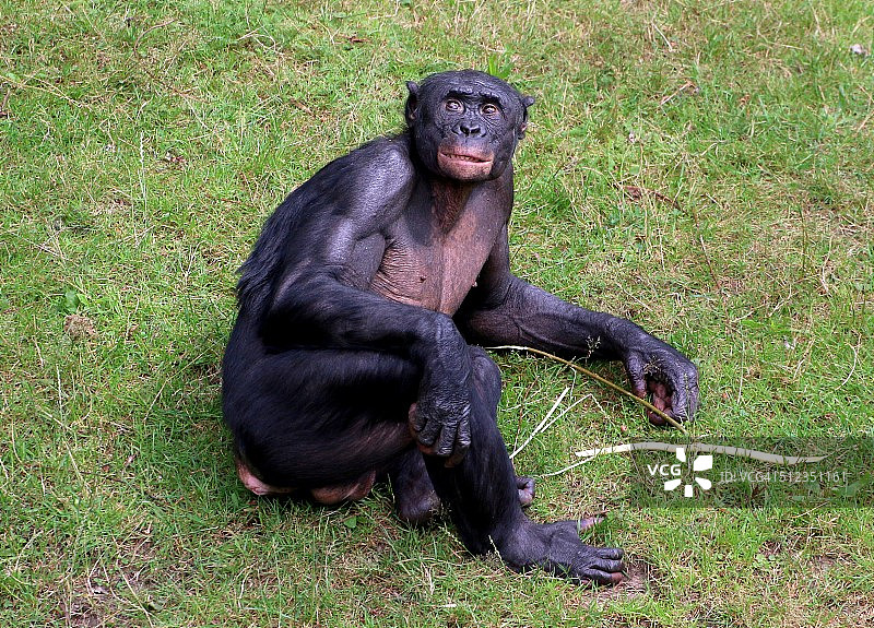 雄性黑猩猩肖像图片素材