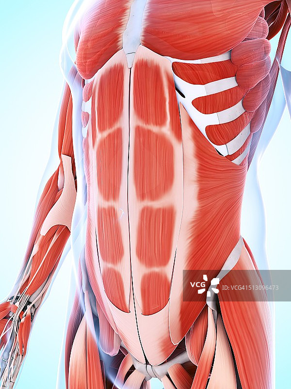 人体腹肌系统，艺术品图片素材