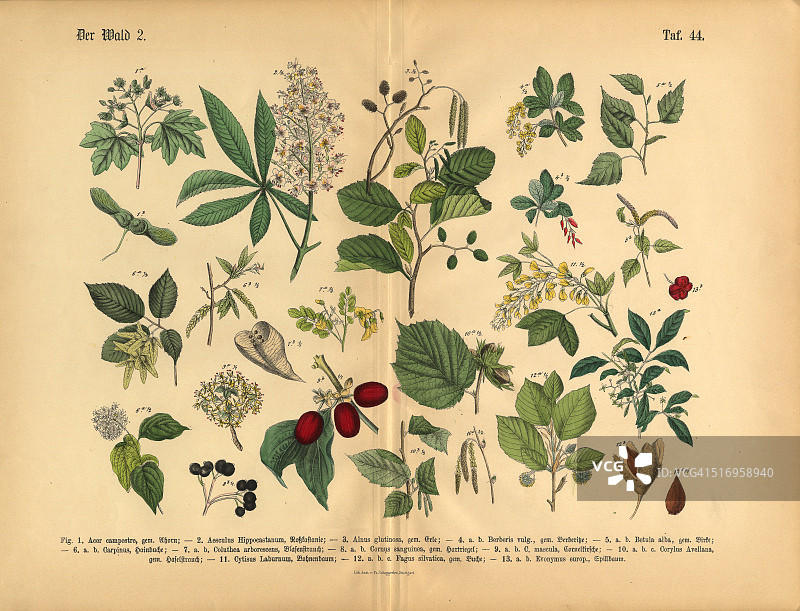 森林树木和植物，维多利亚植物插图图片素材