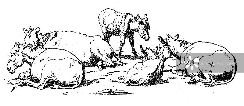 一群小马驹和驴的古董插图图片素材