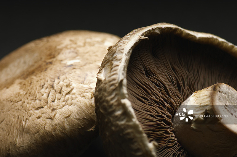 Portabella蘑菇图片素材