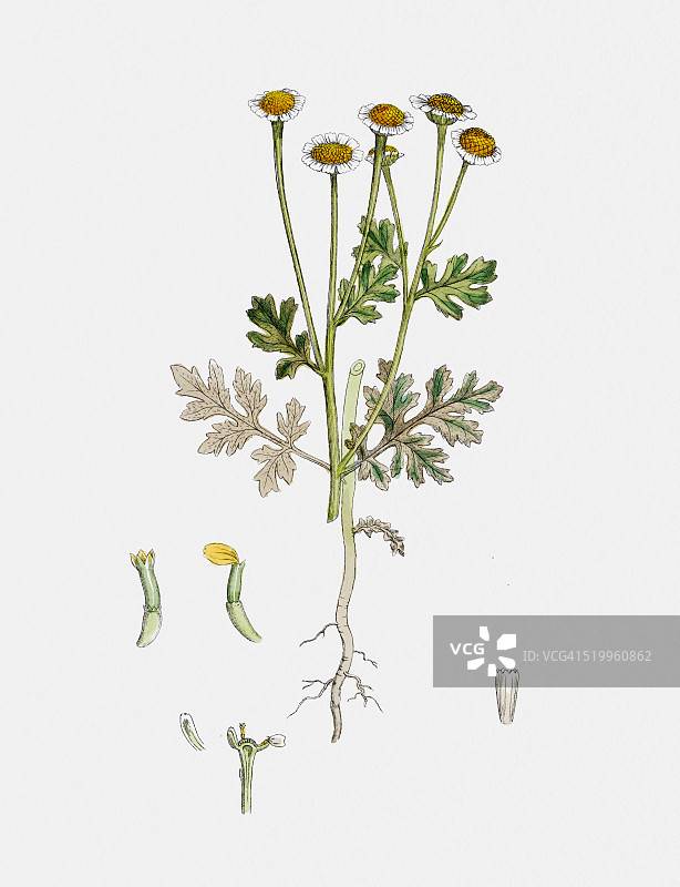 19世纪洋甘菊植物插图图片素材