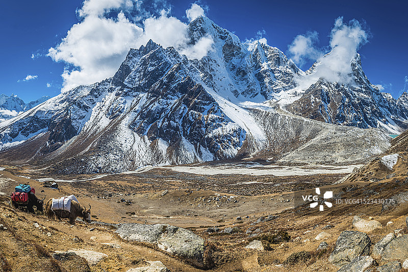 驮着探险装备的牦牛在尼泊尔壮观的喜马拉雅山峰下行走图片素材