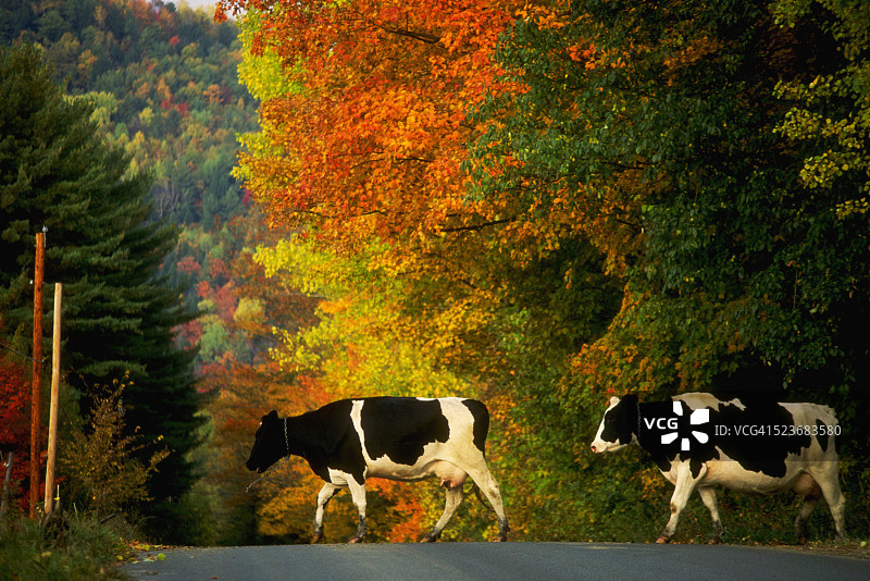牛穿越道路图片素材