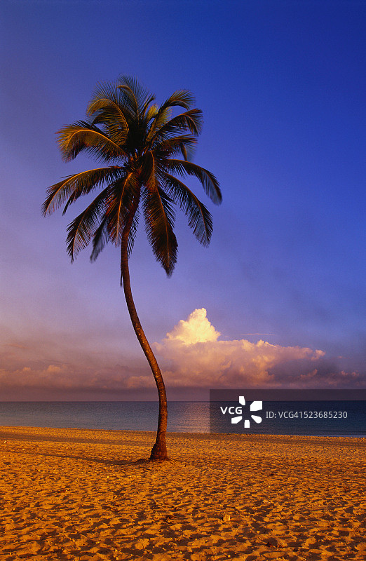 海滩上的棕榈树图片素材