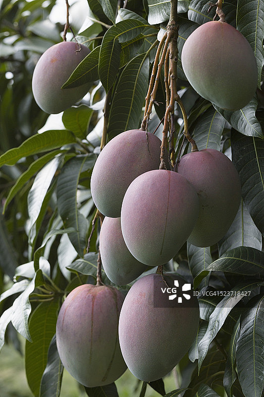 夏威夷的芒果在树上成熟图片素材