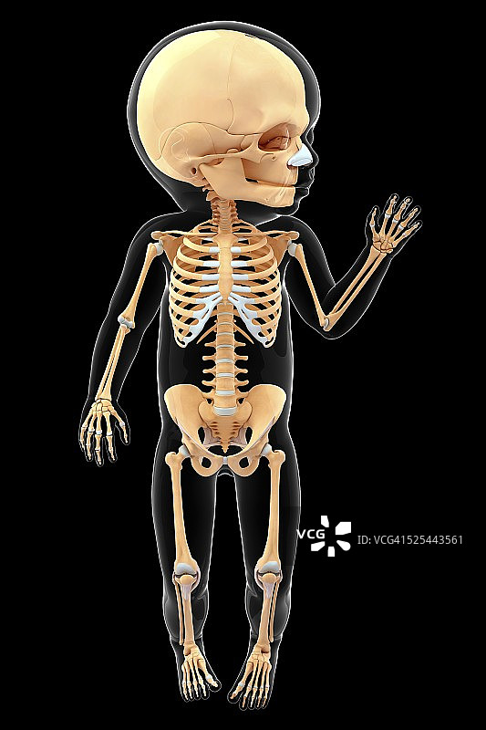 婴儿的骨骼系统，艺术品图片素材