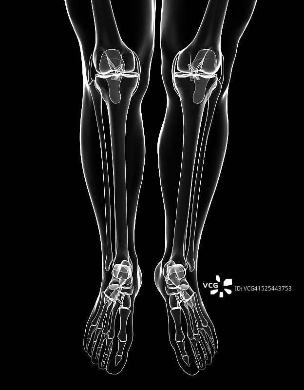 人类腿脚骨骼，艺术品图片素材