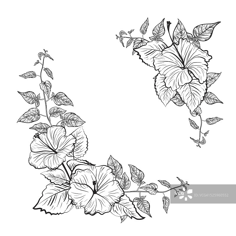 黑色和白色的热带木槿花框架图片素材