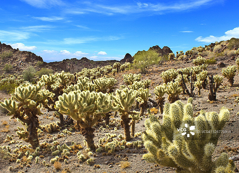 亚利桑那州的Cholla仙人掌沙漠景观图片素材