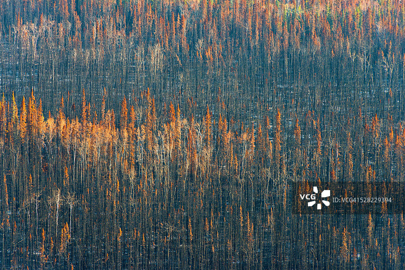 育空河野火;卡马克,加拿大的育空地区图片素材