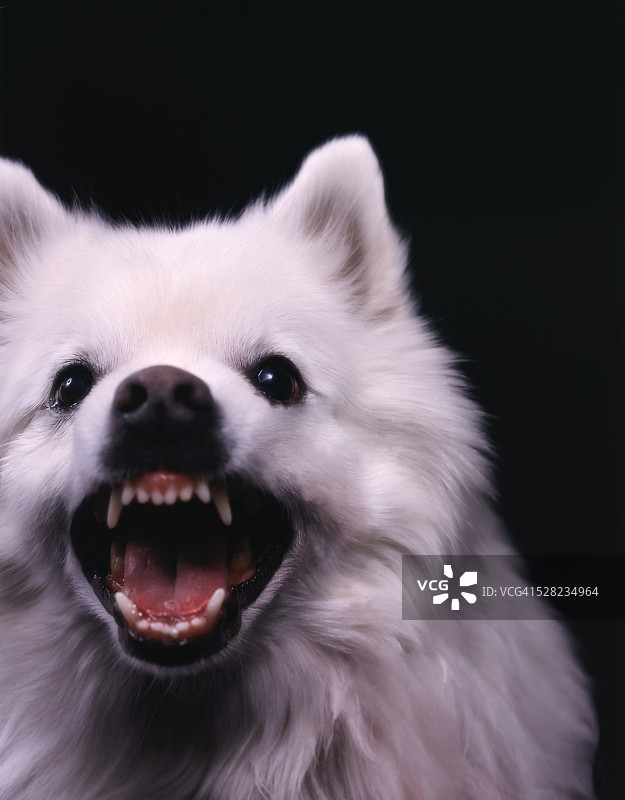 露出牙齿的小型美国爱斯基摩犬图片素材