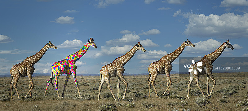 彩色斑点长颈鹿图片素材