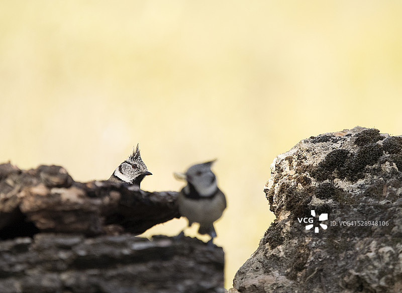 雀鸟属雀鸟科的雀鸟。在树干和石头之间寻找食物图片素材
