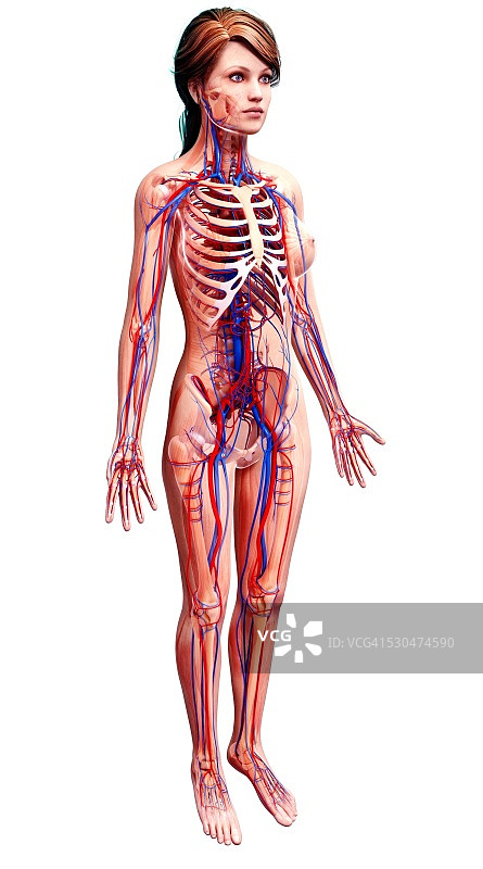 女性心血管系统，电脑艺术品。图片素材
