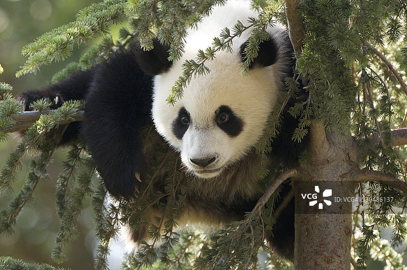可爱的大熊猫幼崽在树上玩耍图片素材