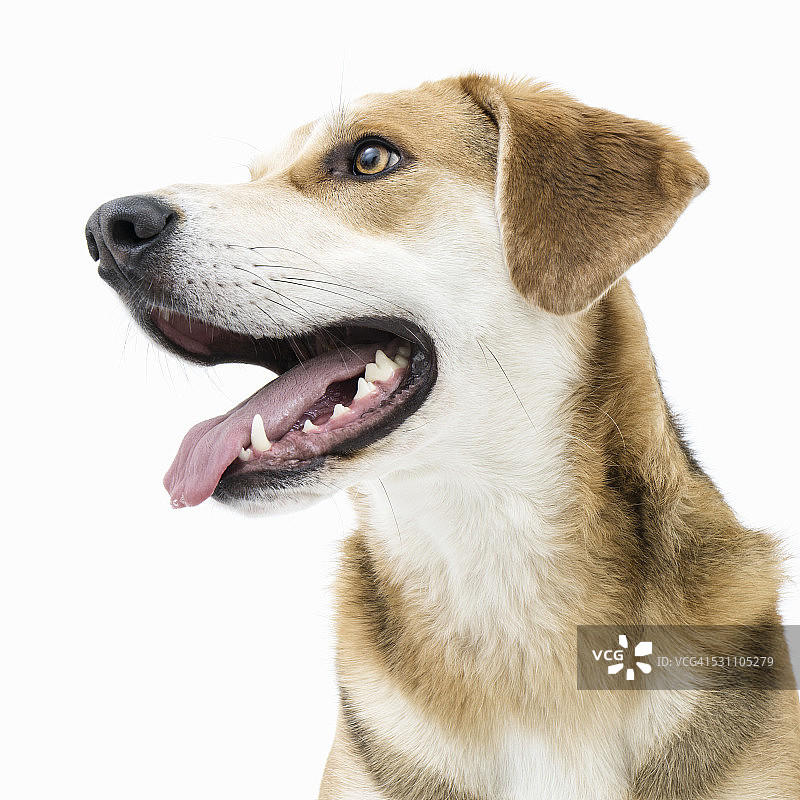 快乐健康的家狗展示舌头图片素材